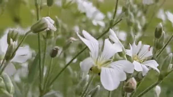 Közelről nyomon követés lövés a virágok egy felhős nap — Stock videók