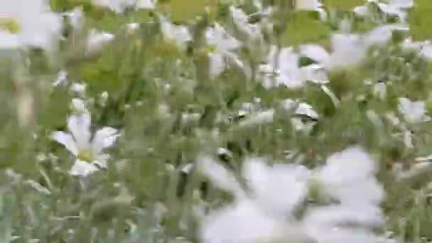 Gros plan suivi des fleurs dans une journée nuageuse — Video