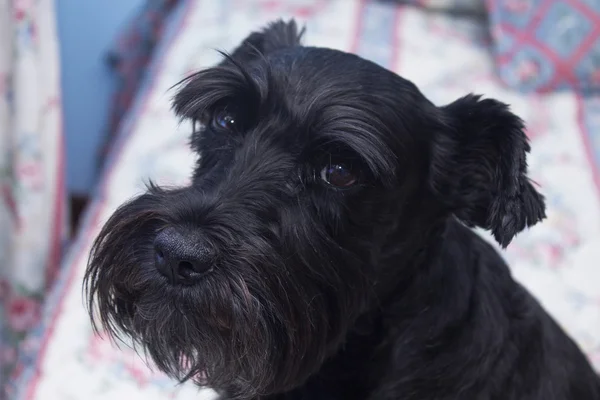 在床上的施诺泽黑狗 — 图库照片