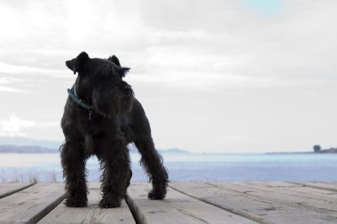 Sahil arka plan ile Schnauzer köpek