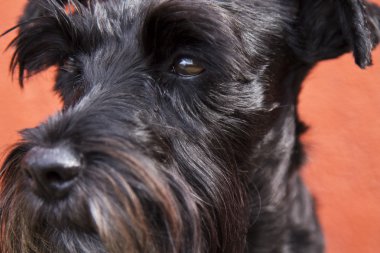 siyah schnauzer köpek alt duvar