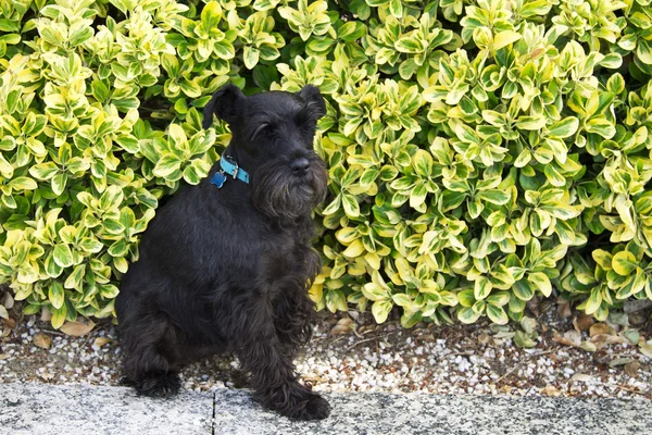 Yeşil arka plan üzerinde oturan siyah schnauzer köpek — Stok fotoğraf