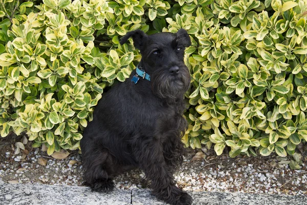 Chien schnauzer noir assis sur fond vert — Photo