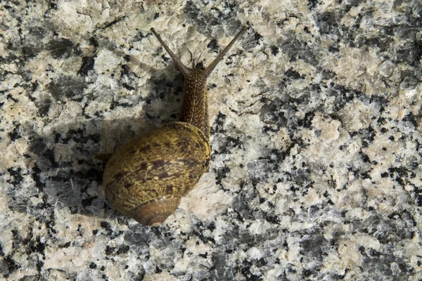 Snail on  gray marble — Stock Photo, Image
