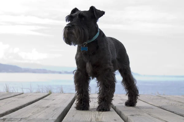 Schnauzer cão com fundo costa — Fotografia de Stock