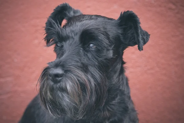 ブラックのシュナウザー犬の下の壁 — ストック写真