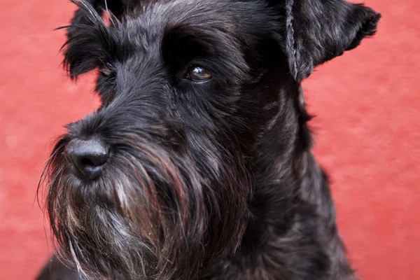 Nero schnauzer cane fondo parete — Foto Stock