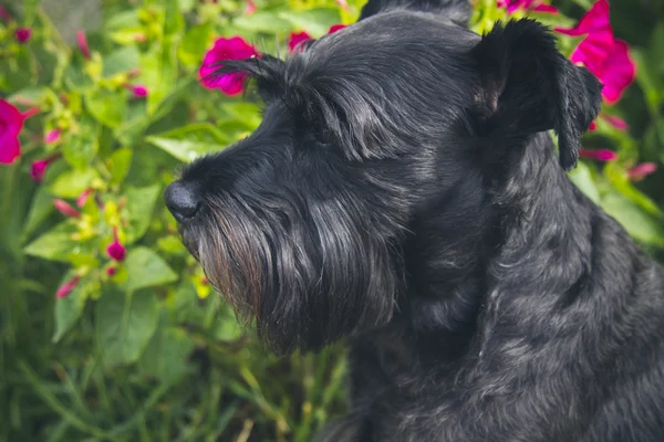Black schnauzer dog with flower background — Stock Photo, Image