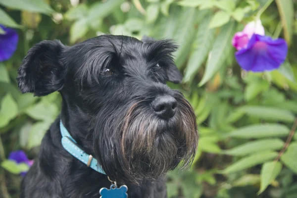 Schwarzer Schnauzer Hund mit lila Blüten Hintergrund — Stockfoto
