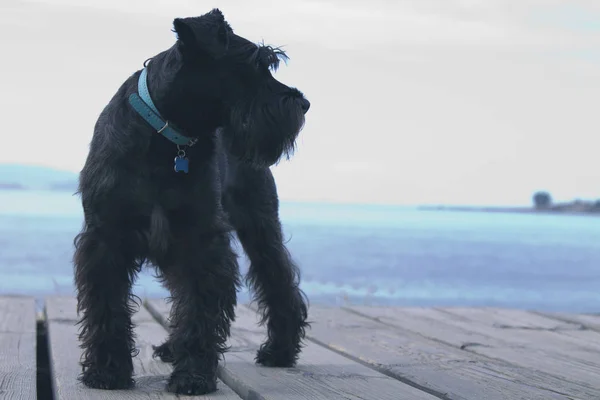 Cão na costa — Fotografia de Stock