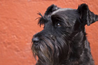 Duvardaki siyah schnauzer köpek portresi