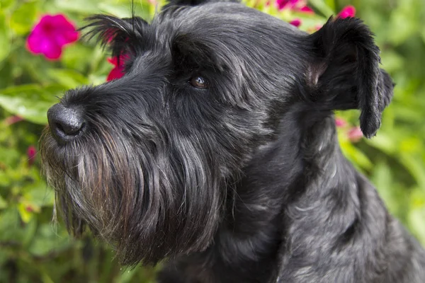 Siyah schnauzer köpek çim portresi — Stok fotoğraf
