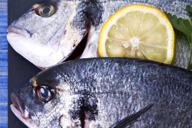 Balık, dal üzerinde mavi ahşap arka plan tahtaya