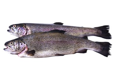 Balık, beyaz izole alabalık