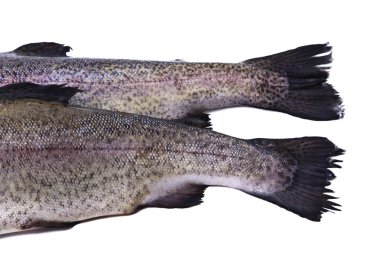 Balık, taze alabalık izole