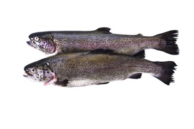 Balık, taze alabalık izole