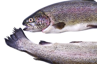 Balık, taze alabalık izole