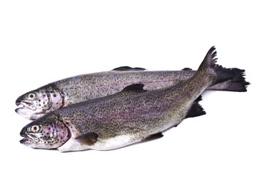 Balık, taze alabalık izole