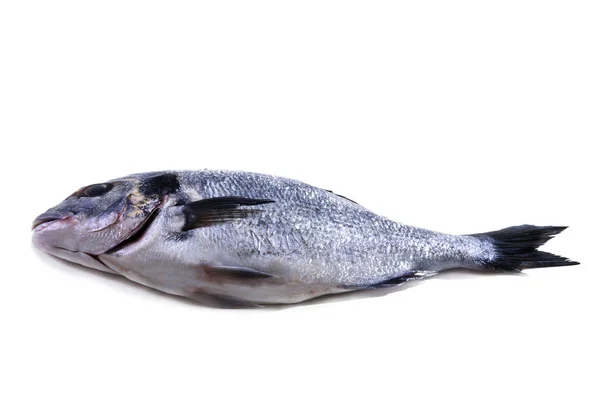 Fisch, golden isoliert auf weiß — Stockfoto
