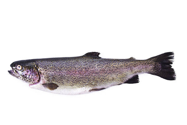 Fish, trout isolated on white