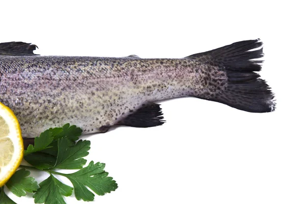 Ryba, pstruh izolované na bílém — Stock fotografie