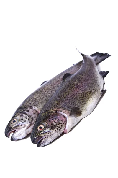 Fish, fresh trout isolated — Stock Photo, Image