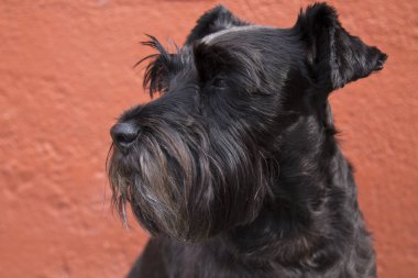 Arka plan üzerinde siyah schnauzer köpek