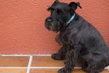 Arka plan üzerinde siyah schnauzer köpek