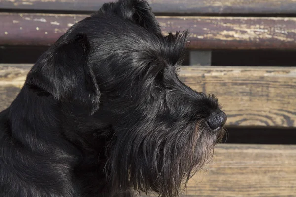 背景の上にブラックのシュナウザー犬 — ストック写真