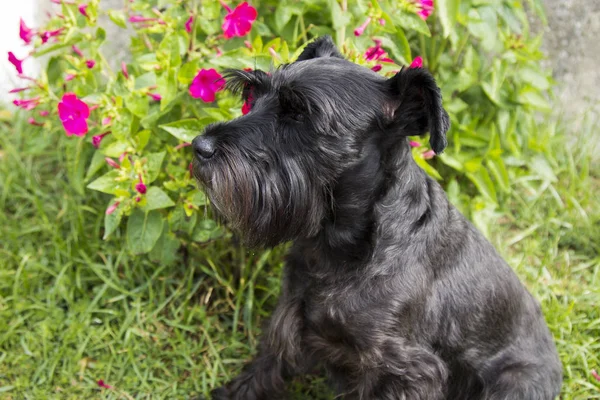 Nero schnauzer cane su sfondo — Foto Stock