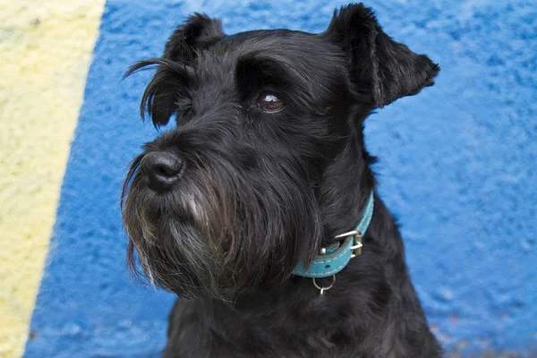 Schwarzer Schnauzer Hund im Hintergrund — Stockfoto