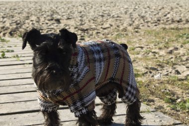 Kazak sahilde köpekle