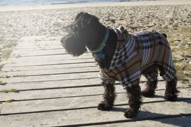 Kazak sahilde köpekle