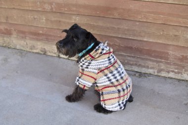 Kazak sokakta köpekle