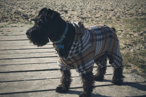Собака со свитером на пляже — стоковое фото