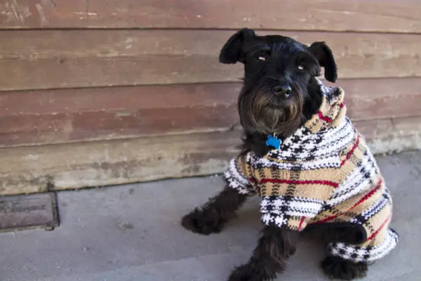 Hond met trui op straat — Stockfoto