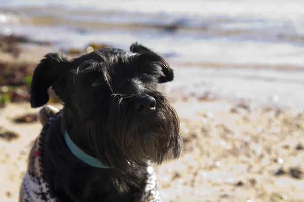 Cane con maglione sulla spiaggia — Foto Stock