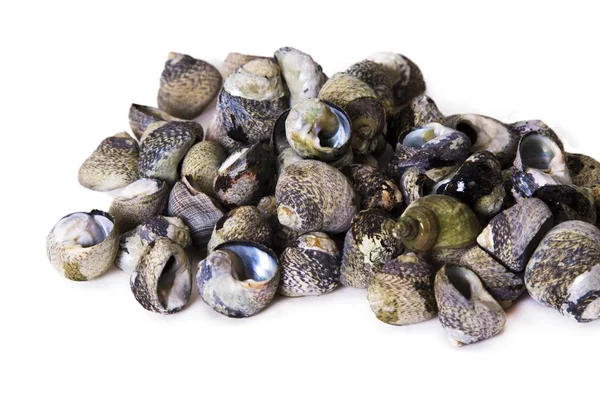 Morza gotowane smaczne ślimaki — Zdjęcie stockowe