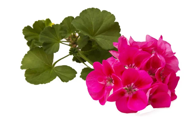 Pink geranium isolated on white — Stock Photo, Image