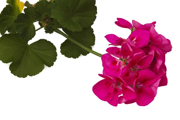 Pink geranium whute isolated — Stock Photo, Image