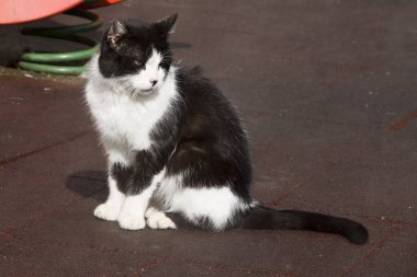 Siyah kedi ve beyaz sokak