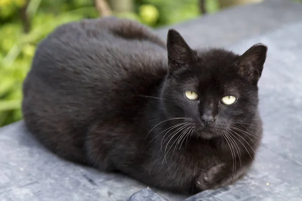 길 위의 검은 고양이 — 스톡 사진