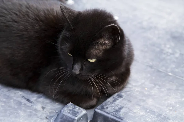 Zwarte kat op straat — Stockfoto