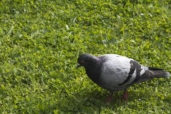 草坪上的鸽子 — 图库照片