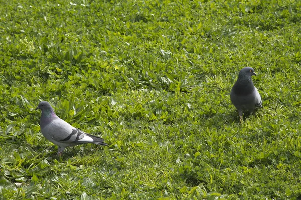 Duva i gräsmattan — Stockfoto