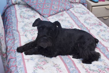 Siyah köpek yatakta dinleniyor