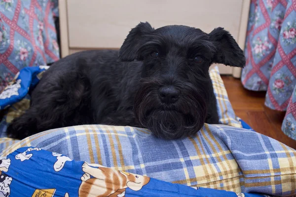 Cane nero appoggiato sul letto — Foto Stock