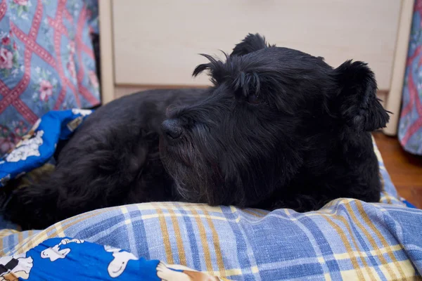 Zwarte hond rust op het bed — Stockfoto