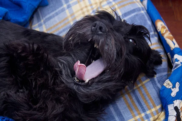 Czarny pies odpoczynku na łóżku — Zdjęcie stockowe