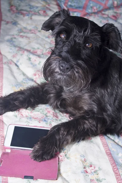 Perro negro con teléfono móvil en la cama — Foto de Stock